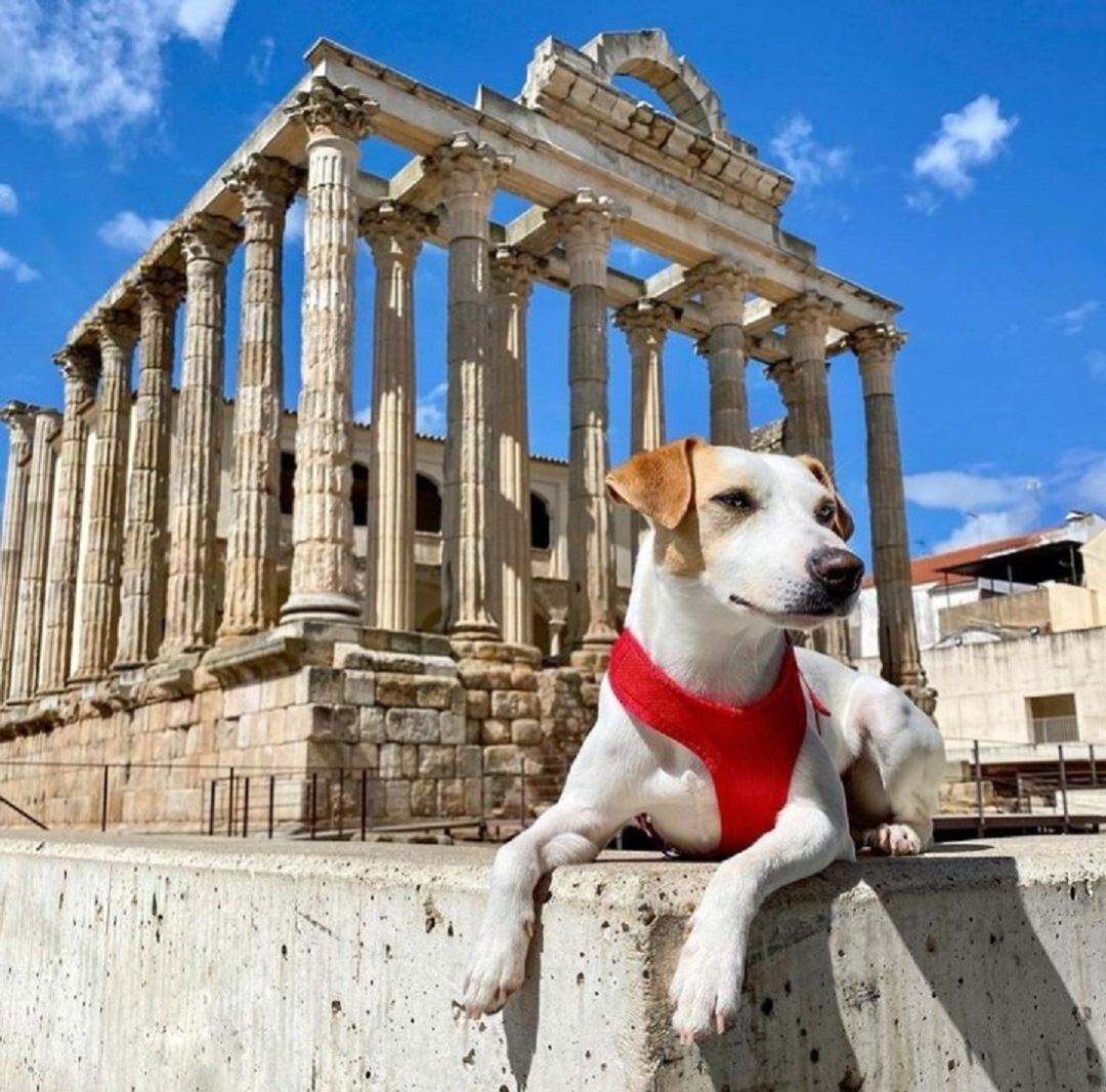 El perro viajero en el Templo de Diana de Mérida