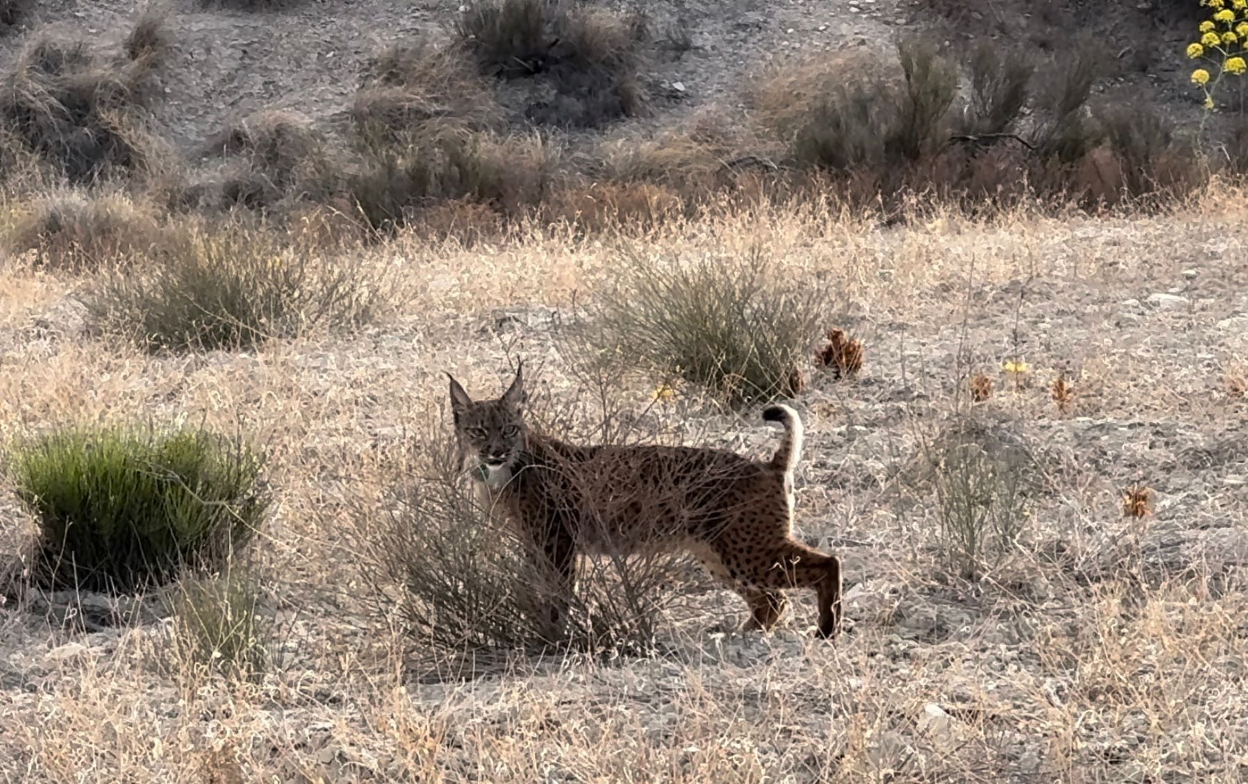 Uno de los linces ibéricos reintroducidos en Lorca