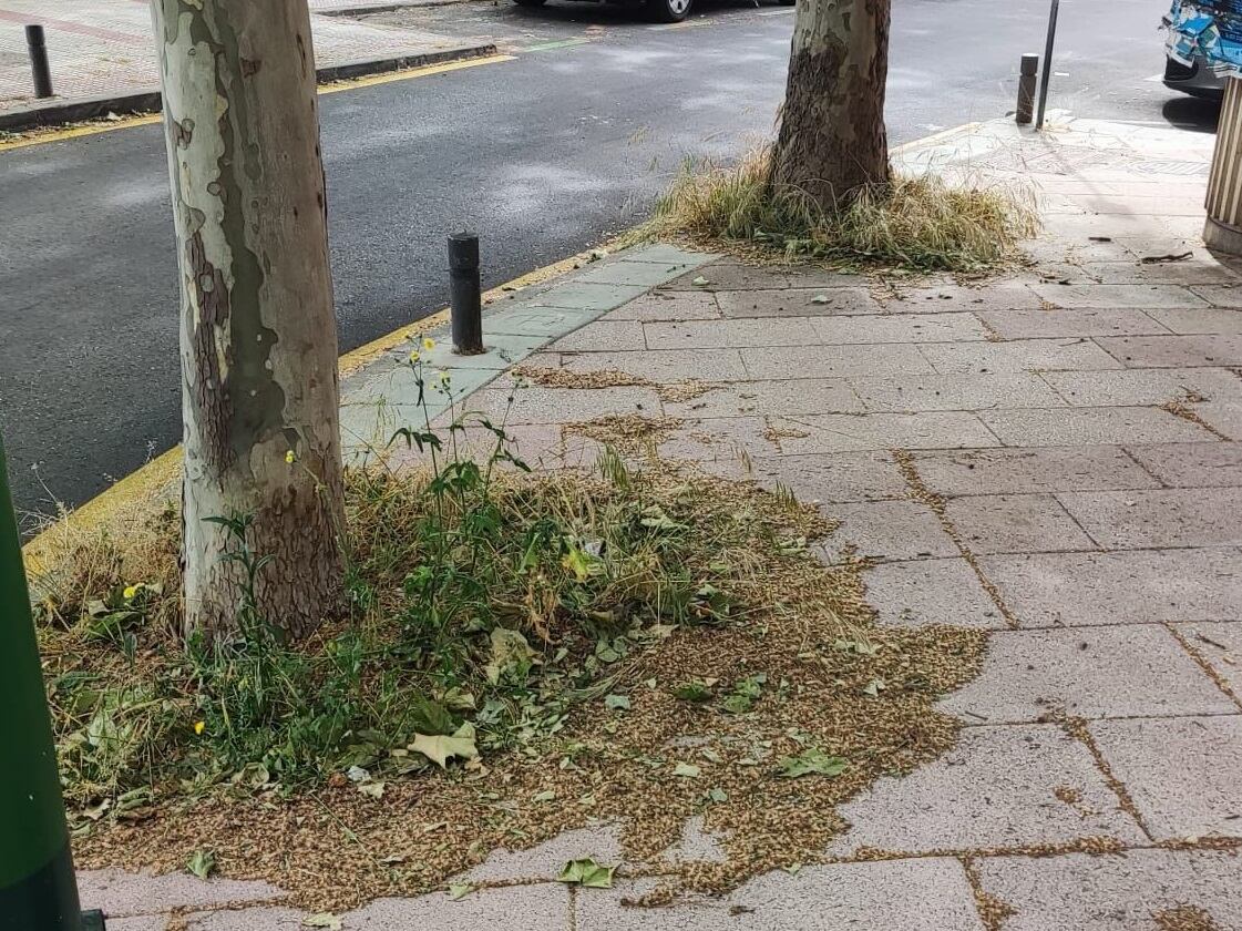 PSOE Alcobendas denuncia el deterioro y falta de limpieza de las calles del municipio