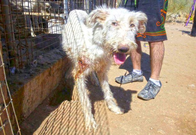 Uno de los perros rescatados en la finca de Villa del Prado