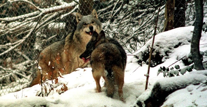 Fotografía de archivo de dos lobos en el Pirineo catalán