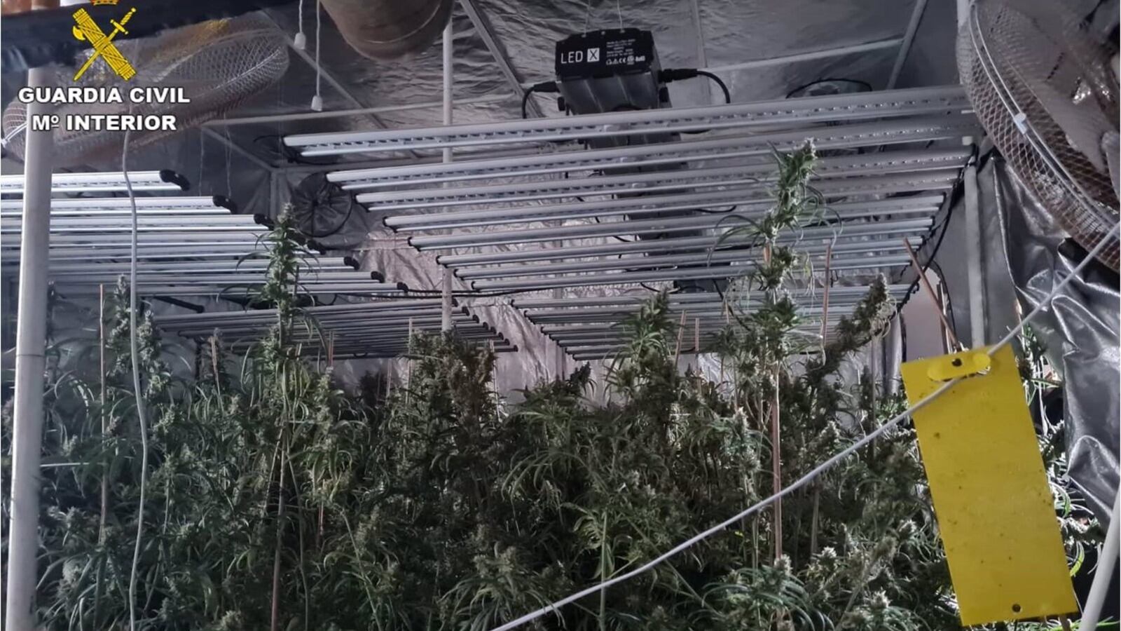 Plantación de marihuana en un chalé de lujo en Monóvar