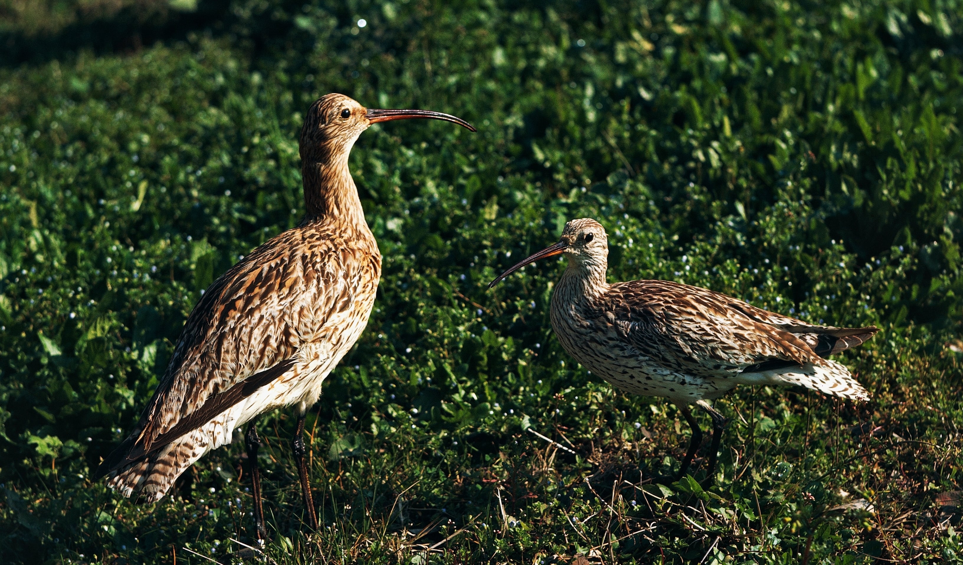 Numenius tenuirostris.