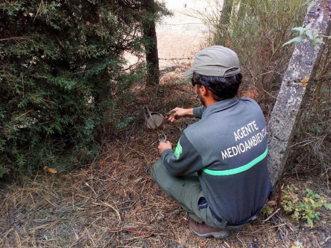 Agente medioambiental retirando un cepo