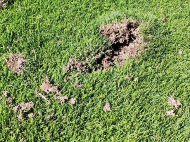 Impacto del martillo en la hierba