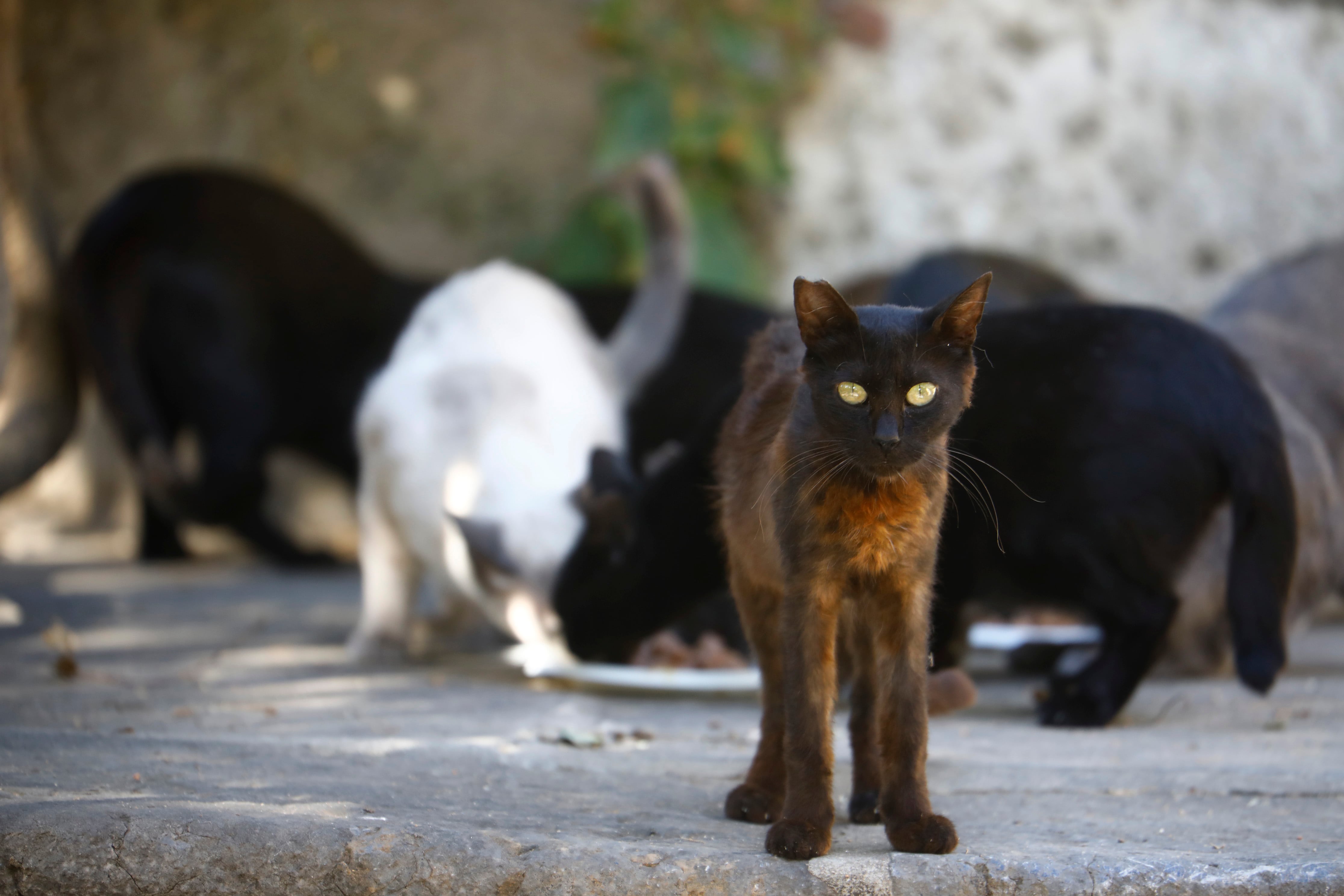 Colonia felina en el Alcázar de los Reyes Cristianos de Córdoba. EFE/Salas