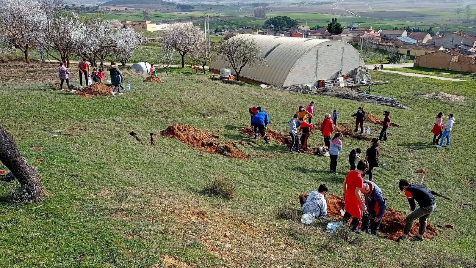 Imagen de archivo de una replantación popular de árboles en Nava de Roa