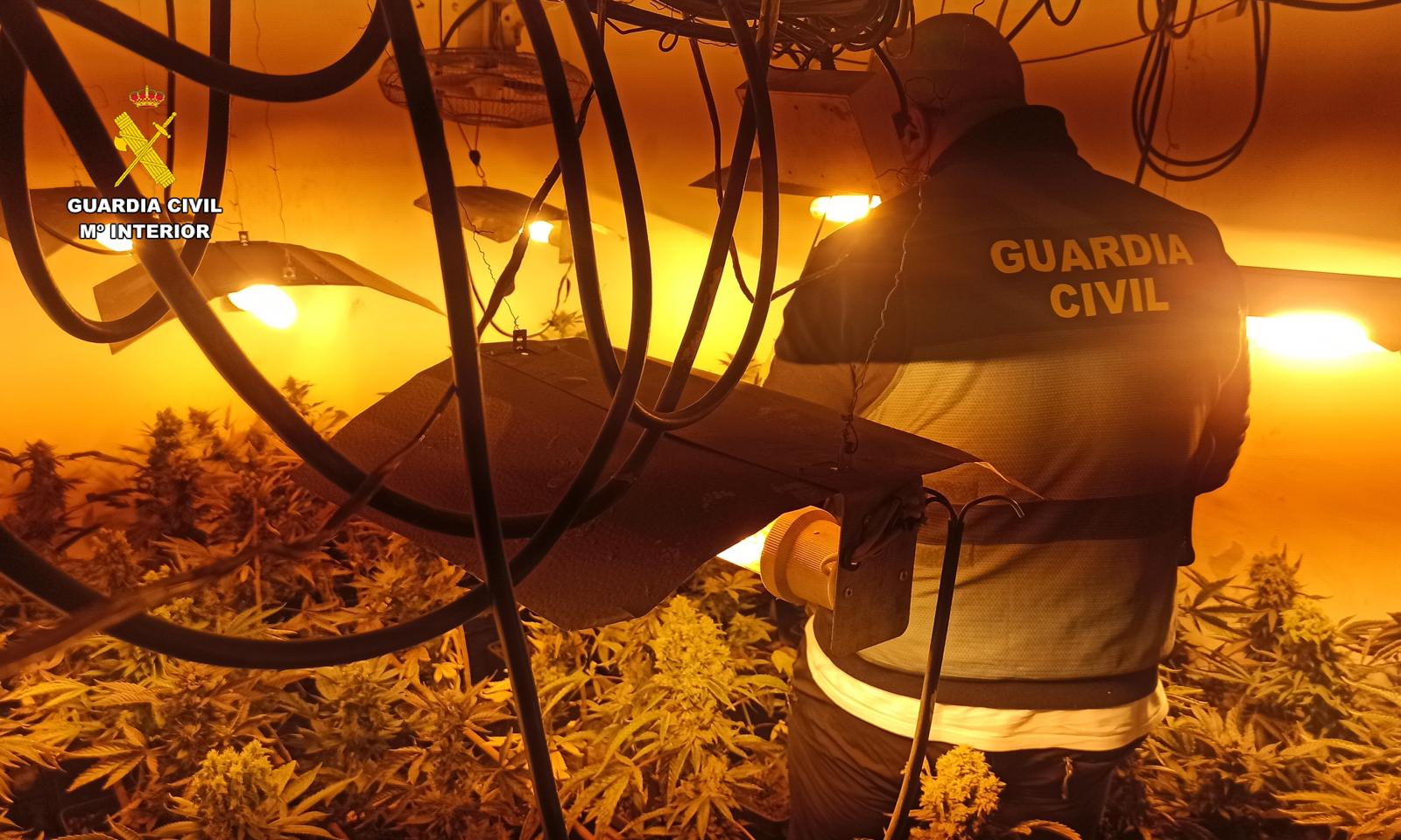 Desmantelada una plantación indoor en Herrera de Valdecañas