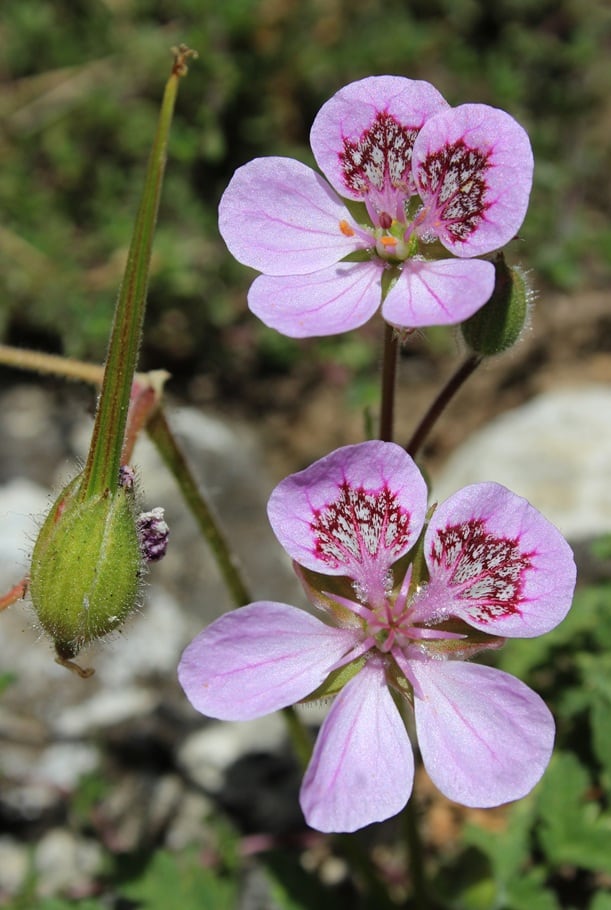 Erodium macrocalyx.