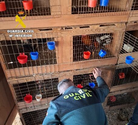Jaulas de los gallos hallados por la Guardia Civil en la operación desarrollada en Cullera