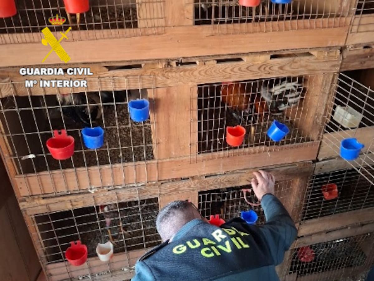 Marihuana, gallos de pelea y perros peligrosos: la Guardia Civil desarticula un punto de venta de droga en Cullera