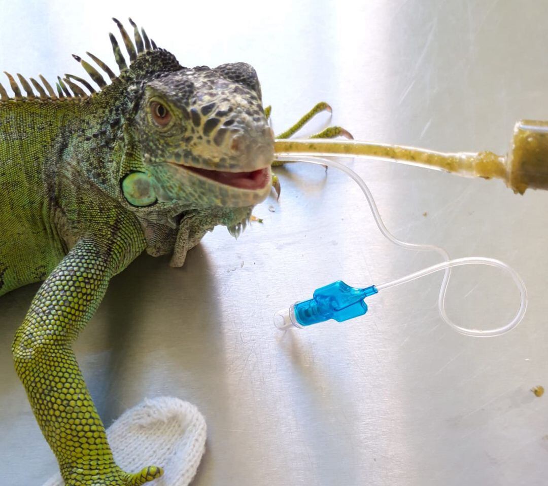 Uno de los huéspedes del centro de acogida de avifauna y animales exóticos de Nazaret (València)
