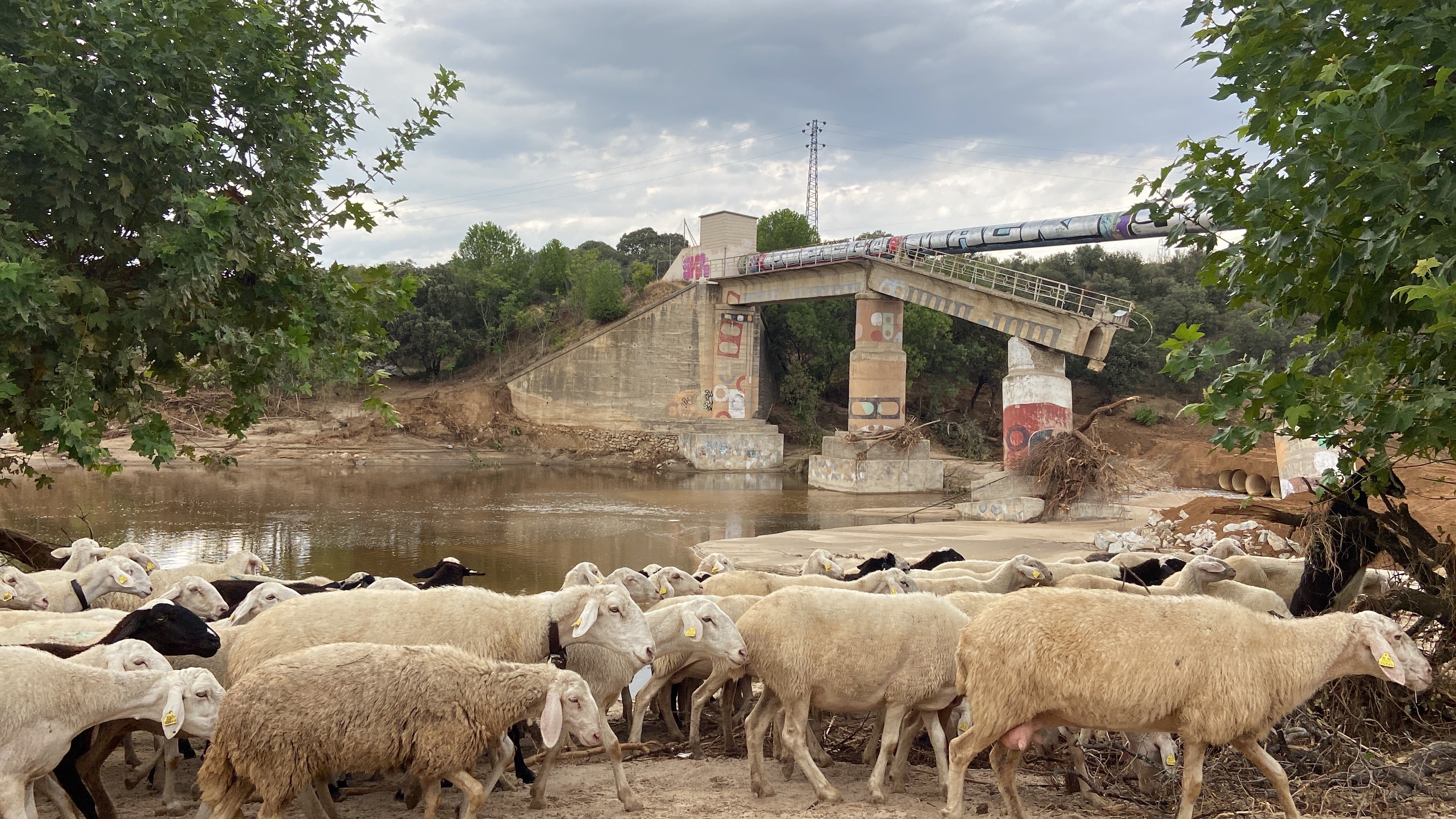 Rebaño de ovejas pasa por la orilla del Alberche, en Aldea del Fresno