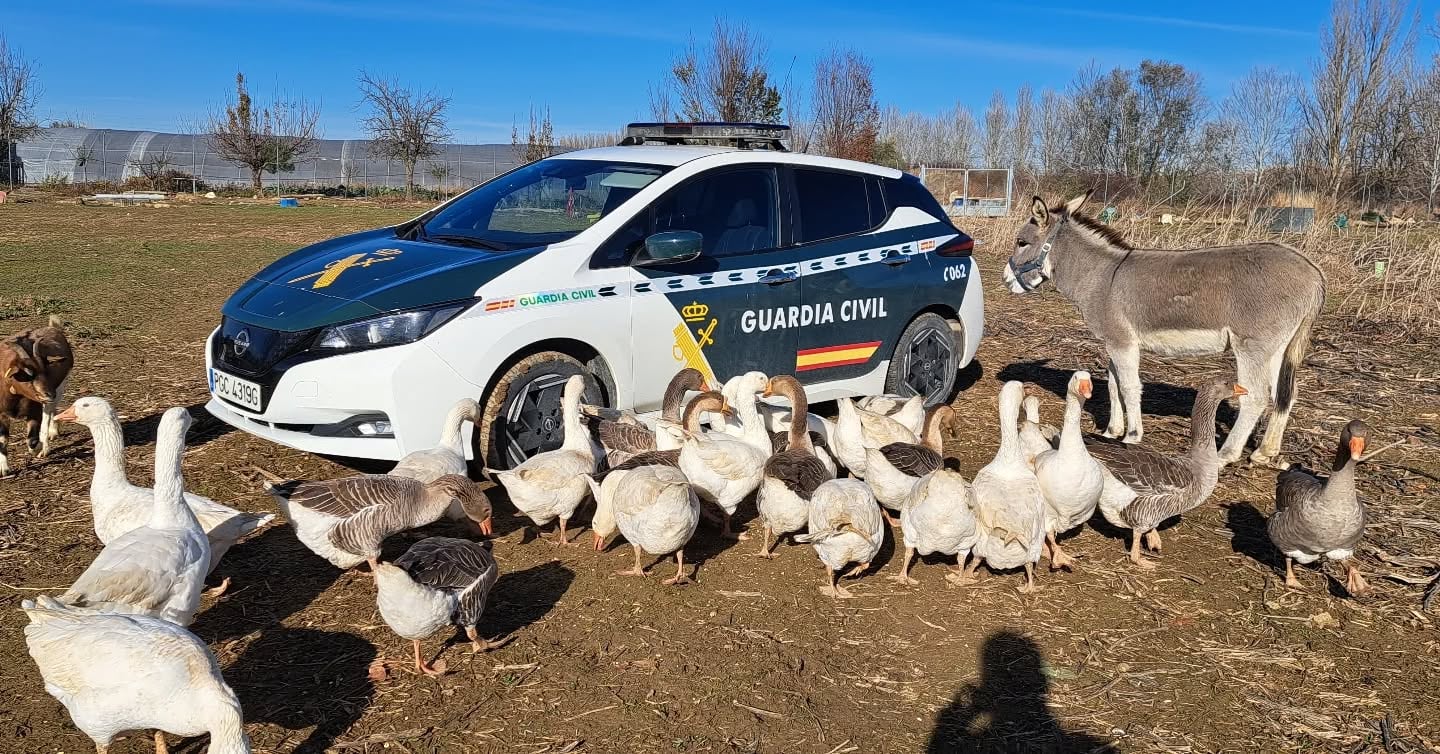 Las famosas ocas de Miguelín escoltan a la Guardia Civil de Palencia