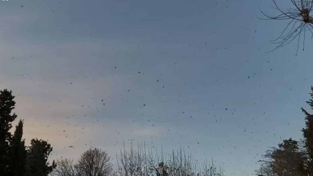 Antonio Rivera: "Si no se hiciera nada, en lugar de 6.000 estorninos, en Huesca habría 60.000"