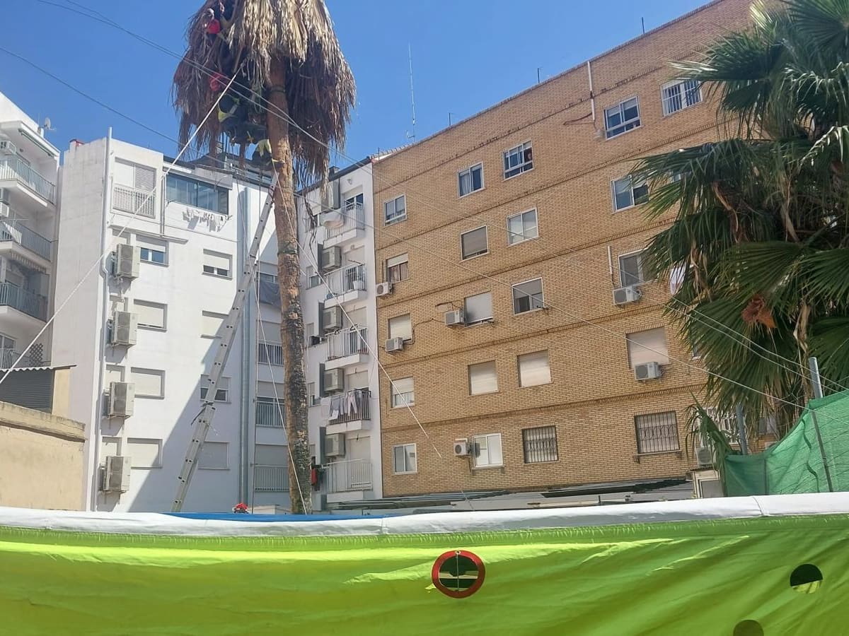 Los bomberos de València evacuan a un operario atrapado en una palmera y que se ha desvanecido durante el rescate