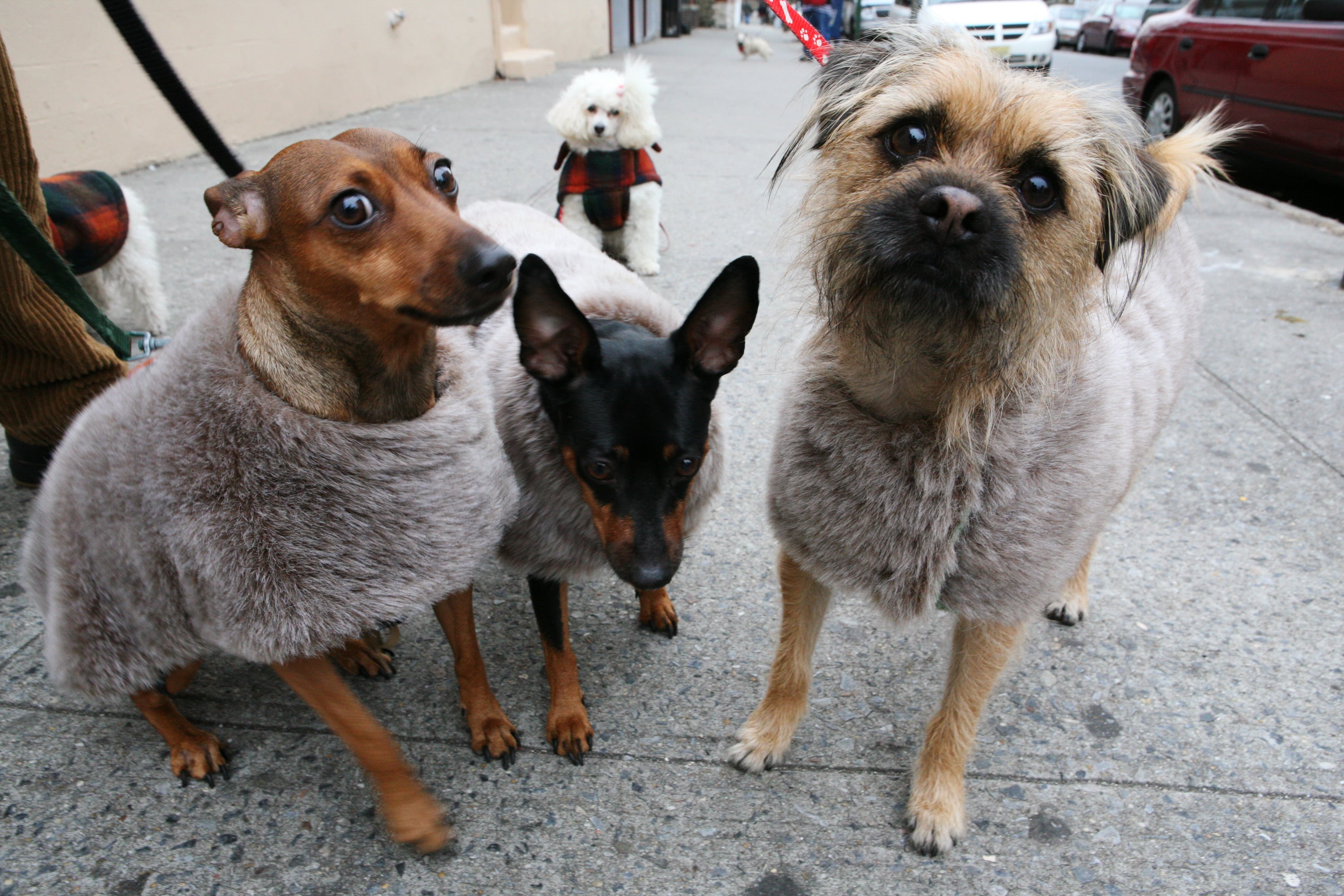 Perros con abrigo.  (Photo by Enid Alvarez/NY Daily News Archive via Getty Images)