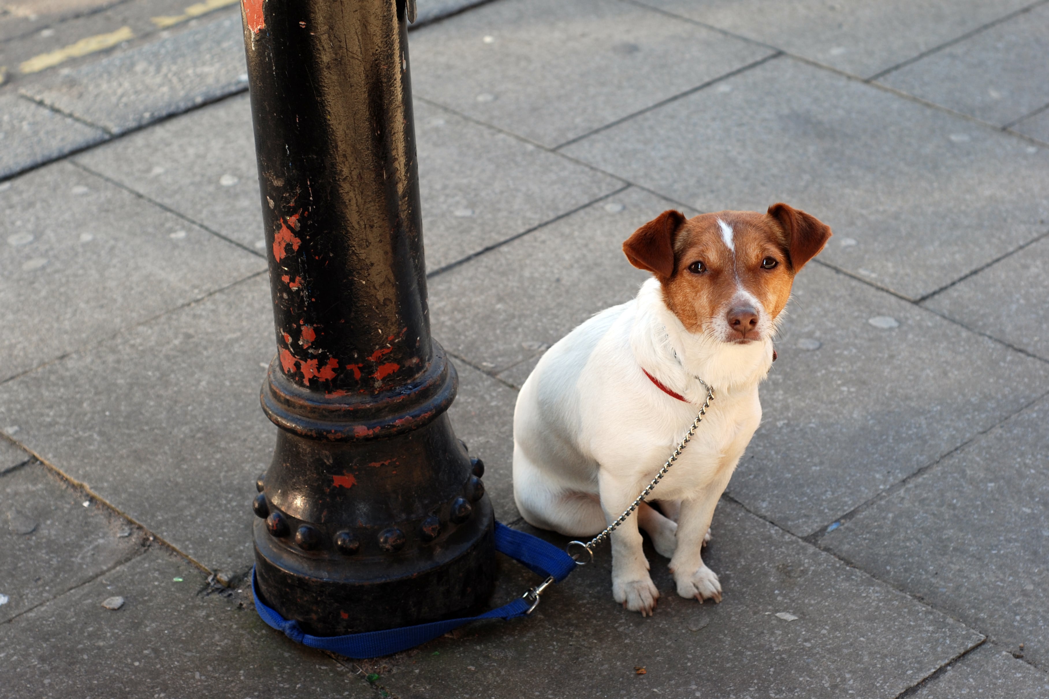 Un perro espera a su dueño atado a una farola.