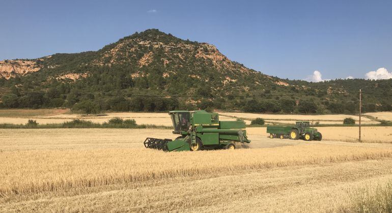 La campaña de siega del cereal se desarrolla estos días en Castilla-La Mancha.
