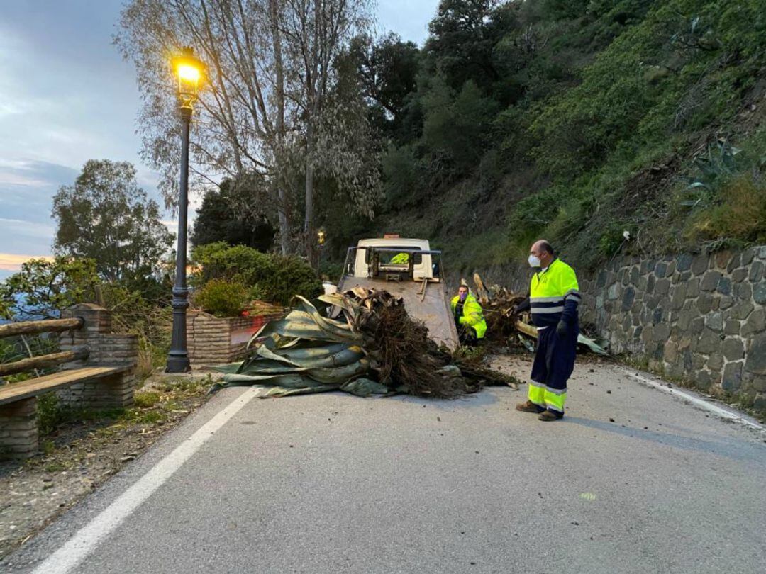 Varios operarios retiran las plantas que impedían el acceso a este municipio del Valle del Genal 