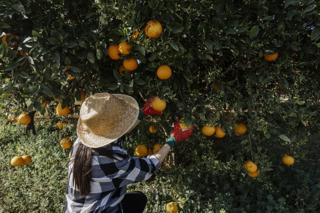 El Cotonet es una plaga que afecta a los cítricos y deja inservible la fruta. 