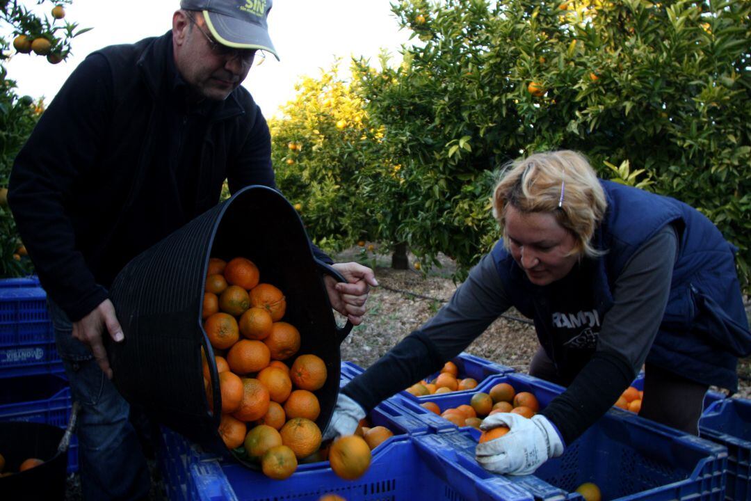 Treballadors collint mandarines en una finca a les Terres de l&#039;Ebre