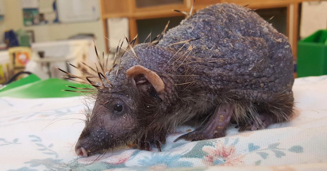 El erizo ha perdido sus púas a causa del estrés.