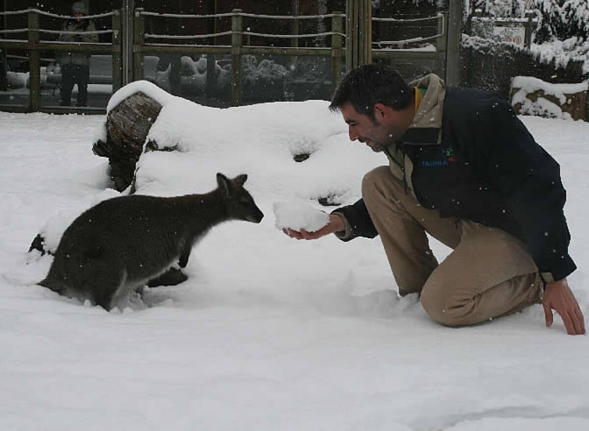 La intensa nevada caída en Madrid también ha cambiado el paisaje de Faunia.