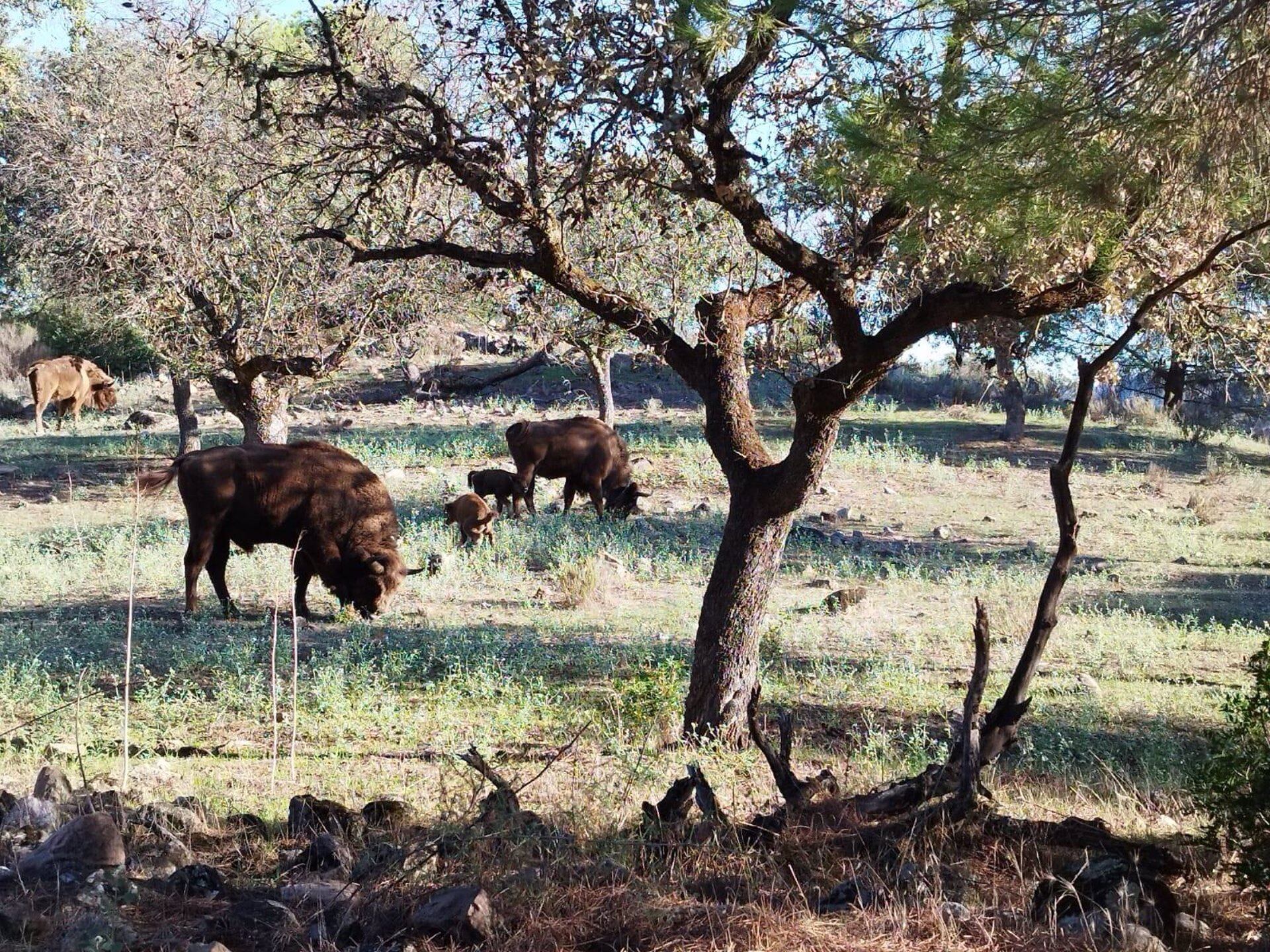 Dos de las tres crías nacidas en la finca de El Encinarejo