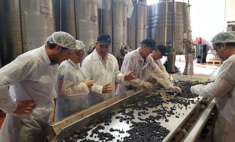 Selección de la uva con la que se ha elaborado el vino Fuego Lento 2013