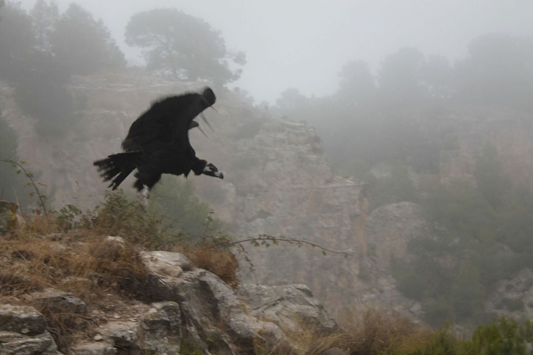 Un buitre negro alza el vuelo en la cantera donde reside la colonia de buitres leonados de Alcoy
