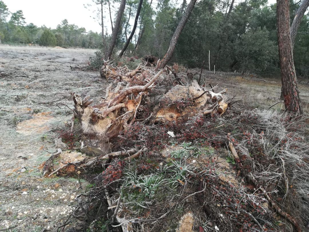 Los paseantes se encuentran con frecuencia pinos derribados y masa vegetal seca obstaculizando sus recorridos