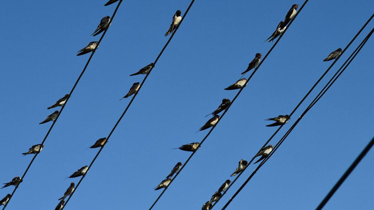 Vencejos, aviones y golondrinas