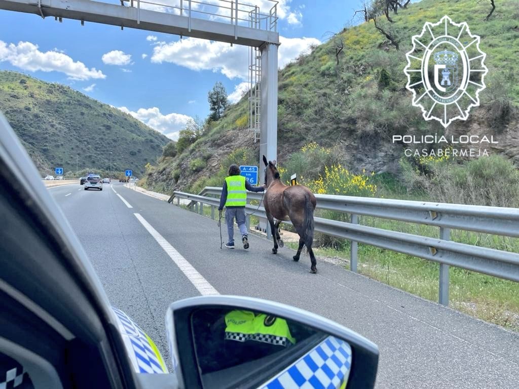 Un momento del caballo por la A-45 de Málaga junto a la policía municipal