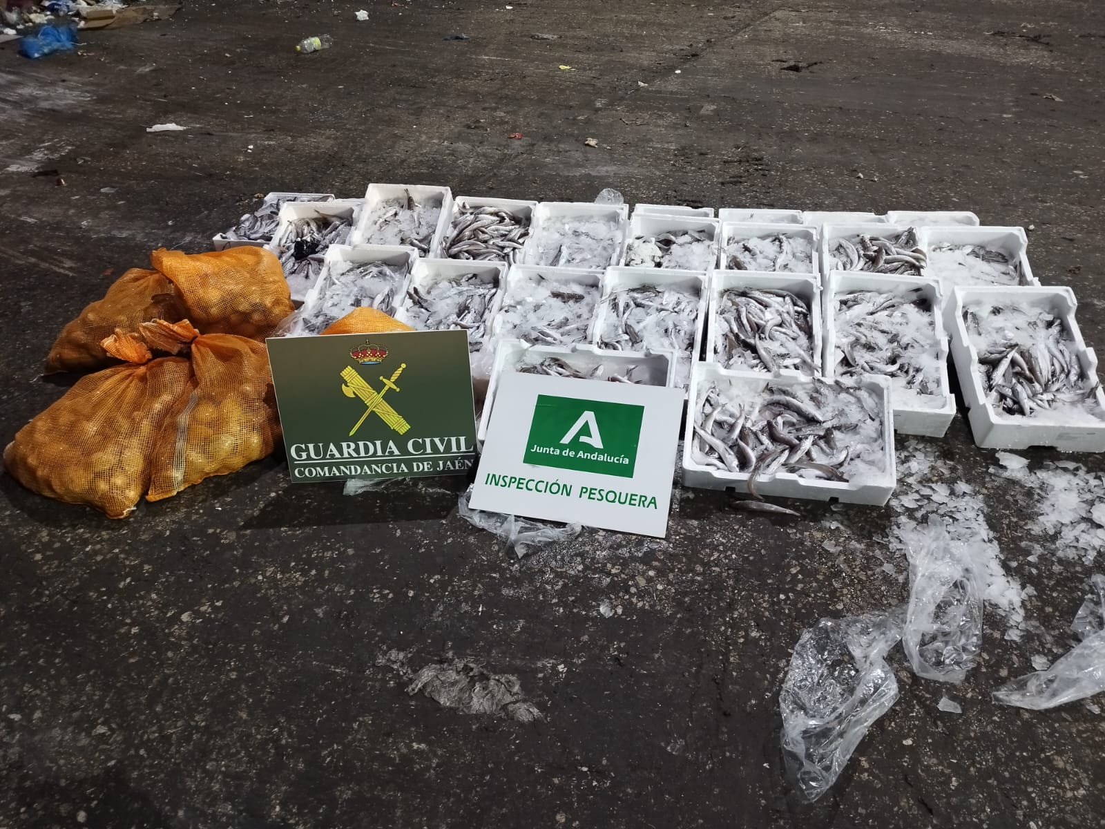 Pescado y Molusco decomisado por la Guardia Civil