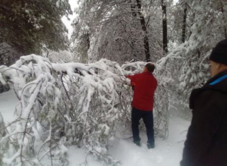 Un árbol ostaculiza el acceso en una pista forestal