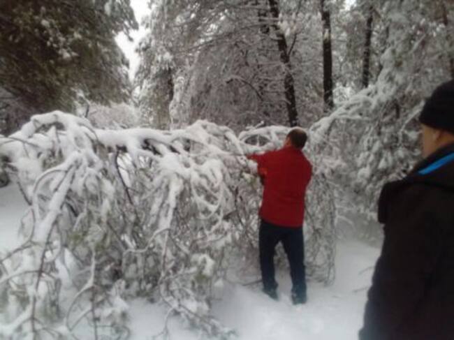 Un árbol ostaculiza el acceso en una pista forestal