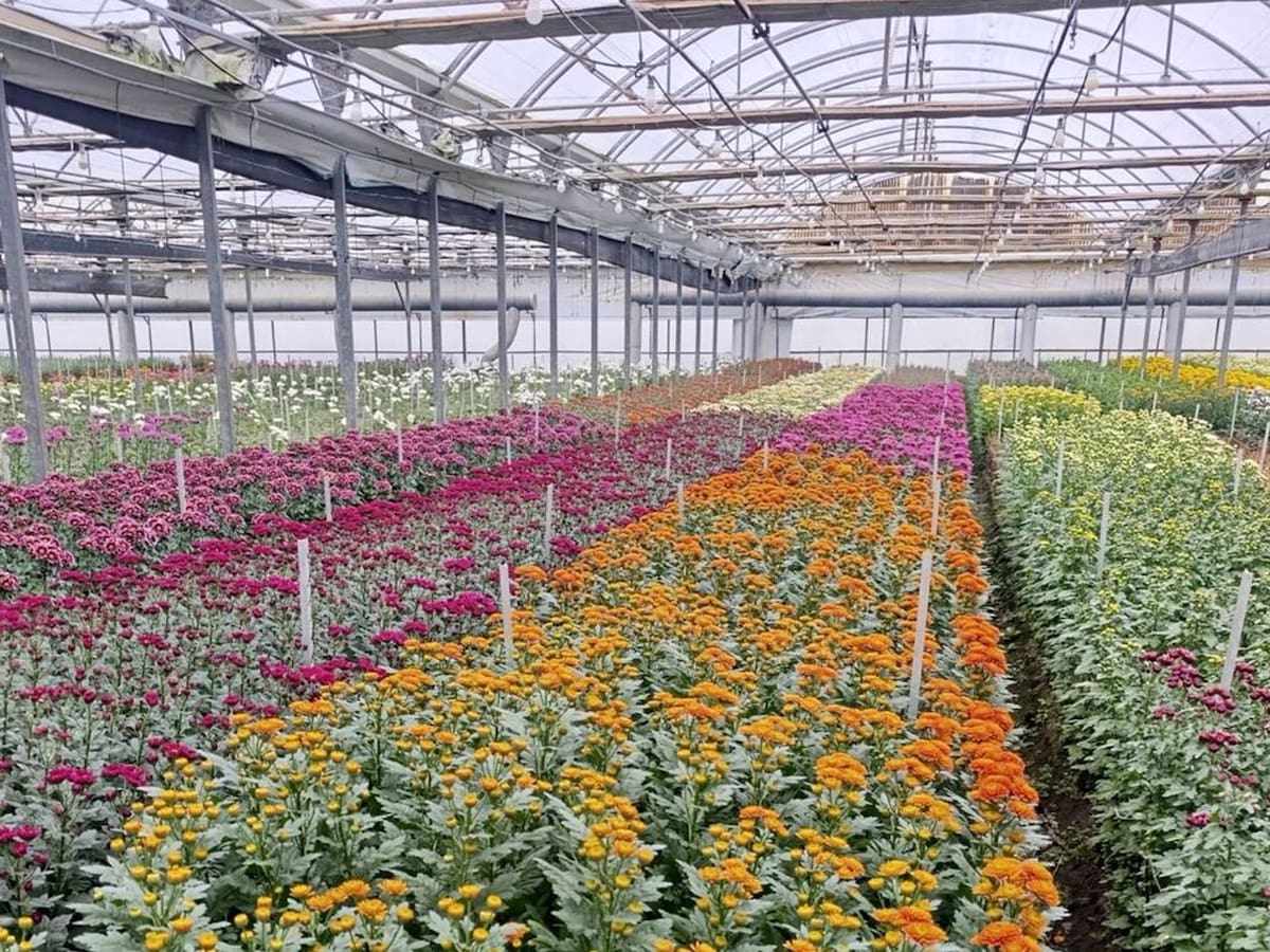 El sector de la flor cortada pide declarar zona catastrófica en Chipiona tras los temporales