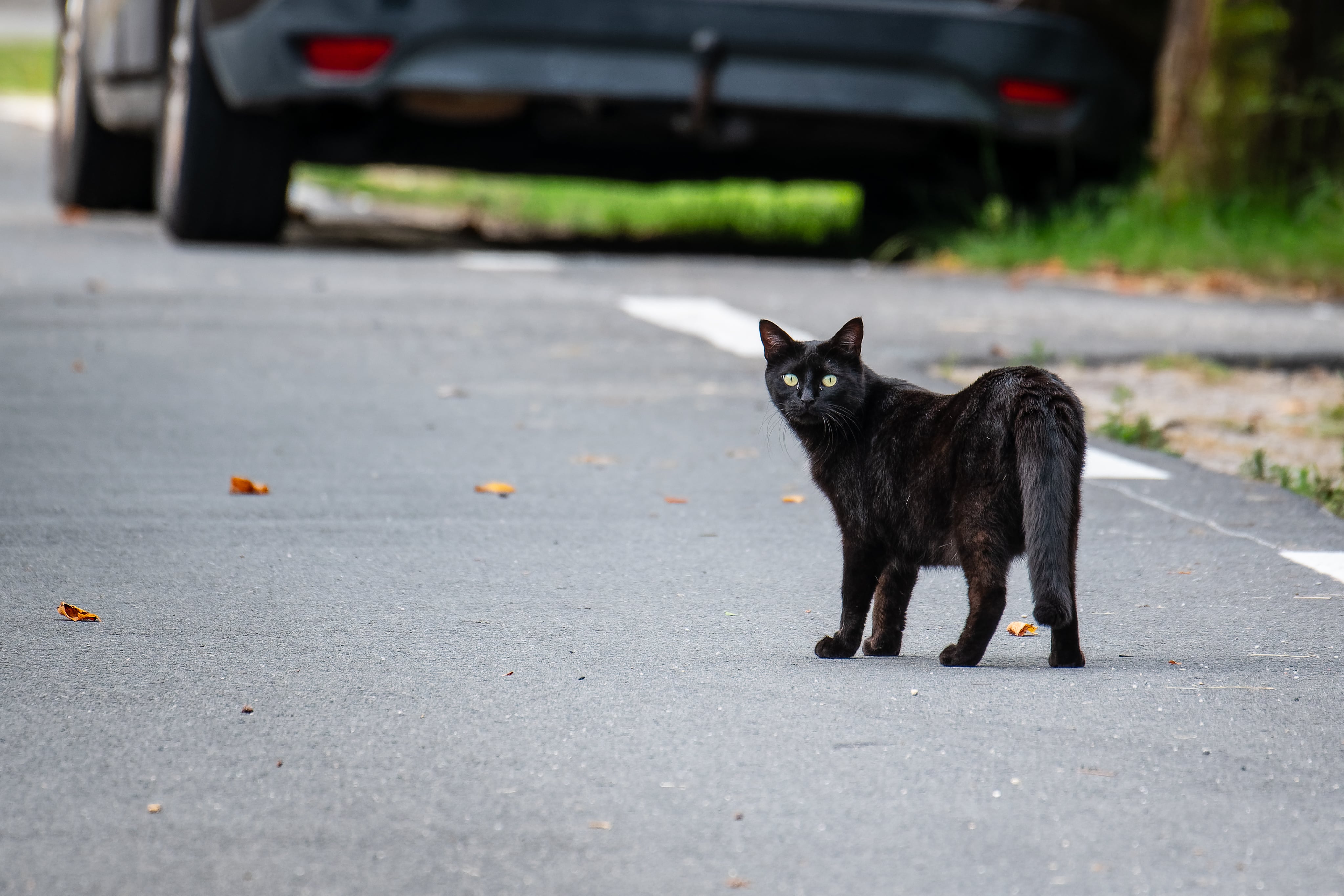 Gato en la calle