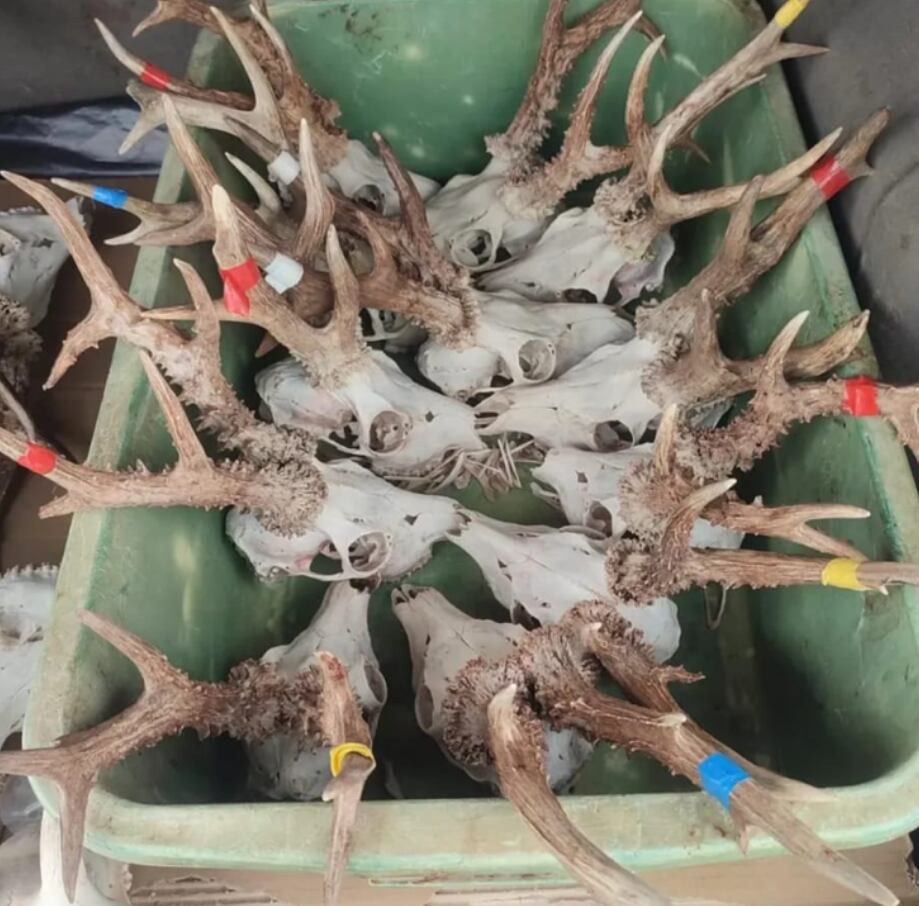 Cráneos de animales