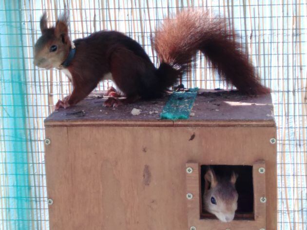 Ardillas en el Jardín del Turia de València