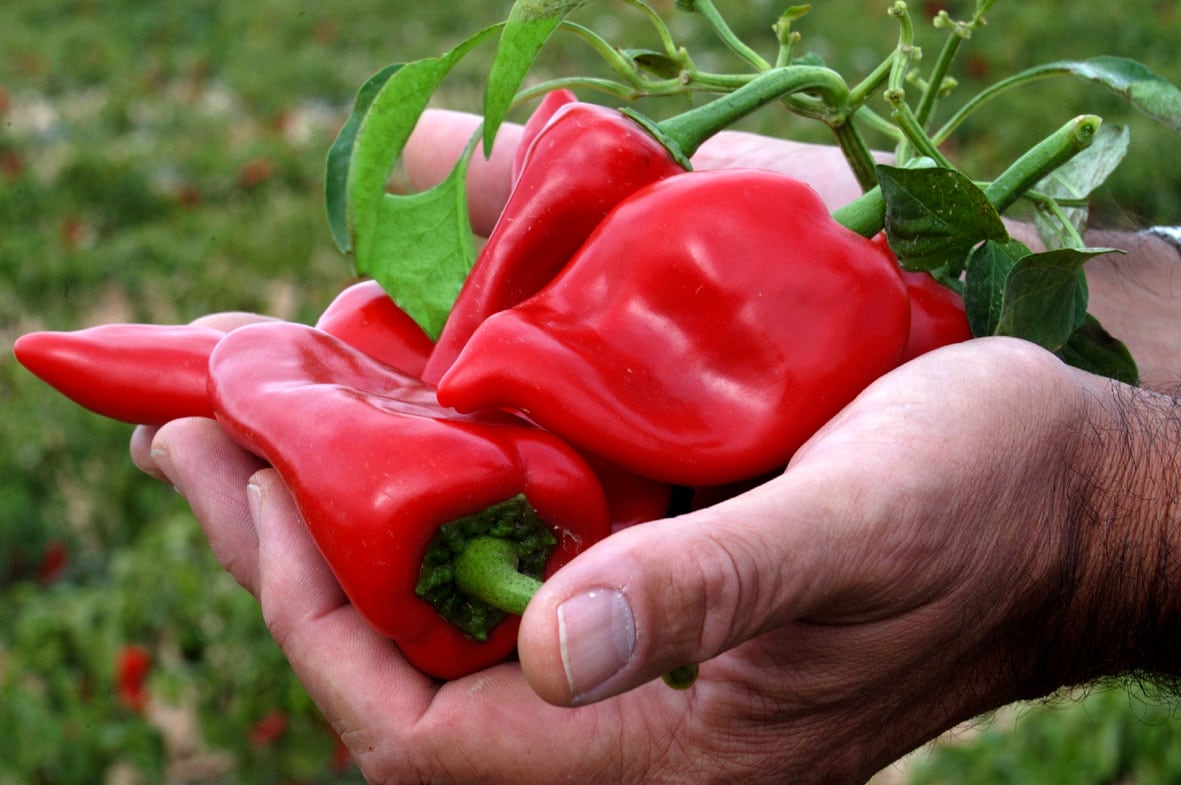 Buen inicio de la campaña de Pimiento del Piquillo de Lodosa