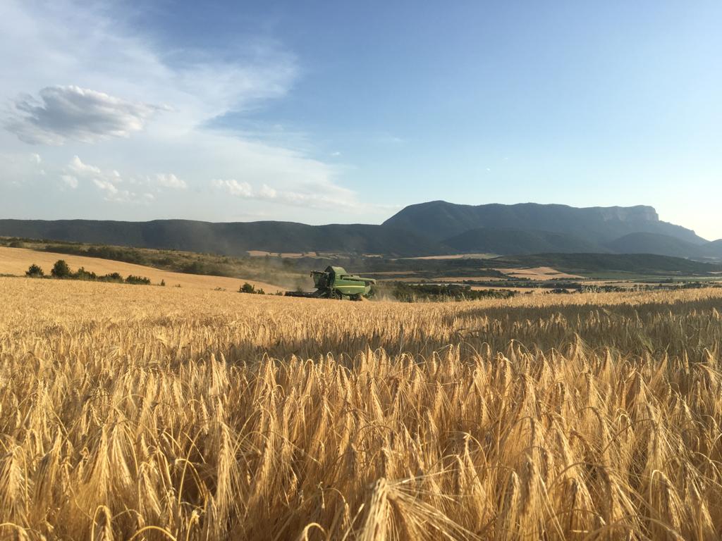 Imagen de archivo de la cosecha de un campo de cereal en la Jacetania