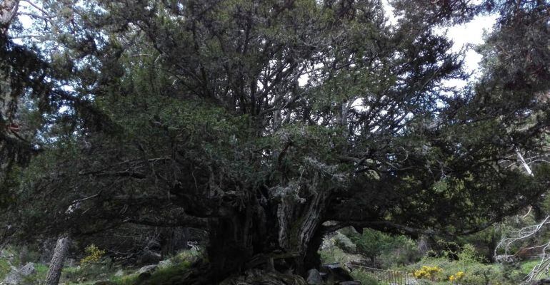 Tejo milenario cerca de Rascafría