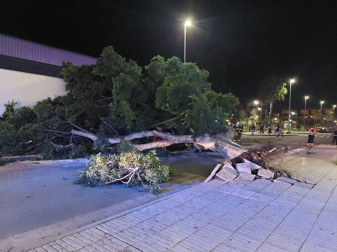 El árbol se ha desplomado junto a la estación de autobuses de Sanlúcar