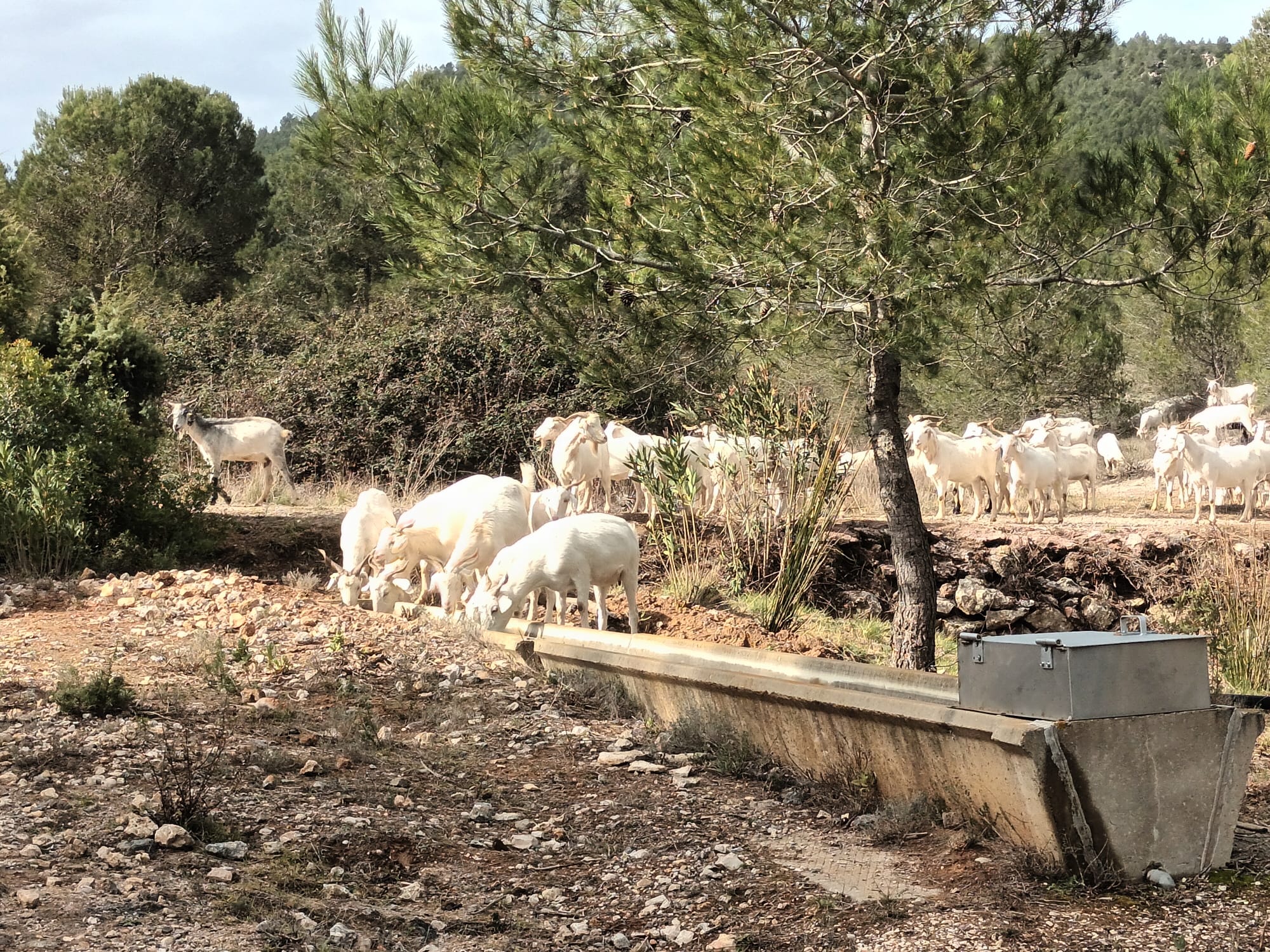 Cabras contra los incendios en Vallada