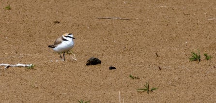 El chorlitejo patinegro es una especie amenazada en la Comunitat Valenciana.