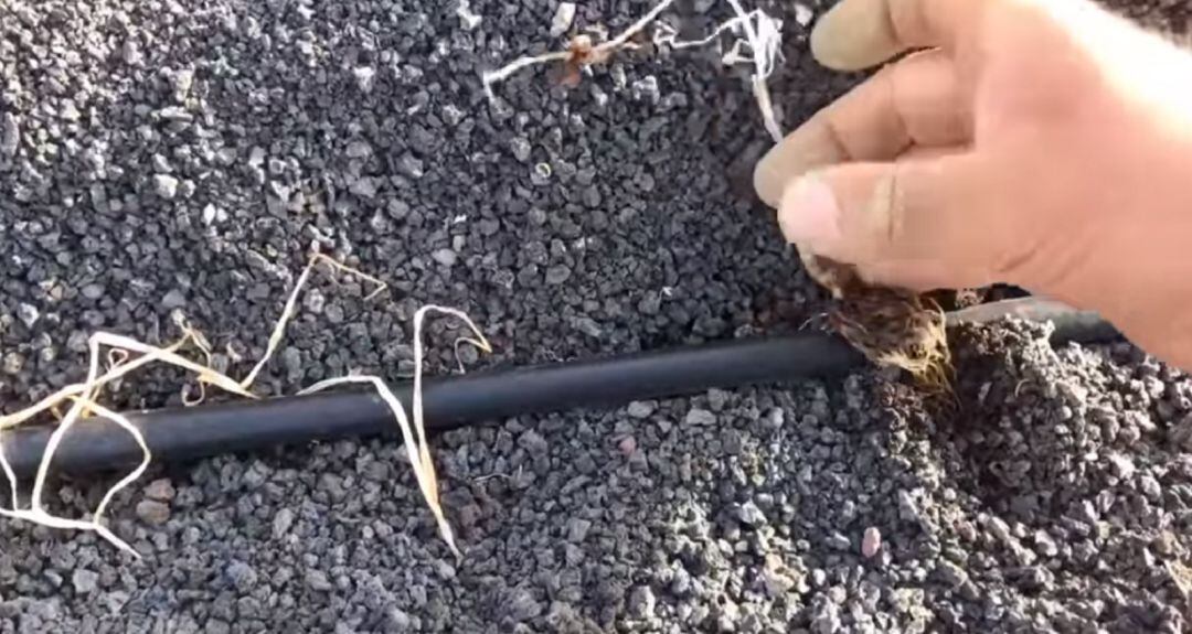 Un ejemplo de cómo están los cultivos de Lanzarote por la falta de agua.