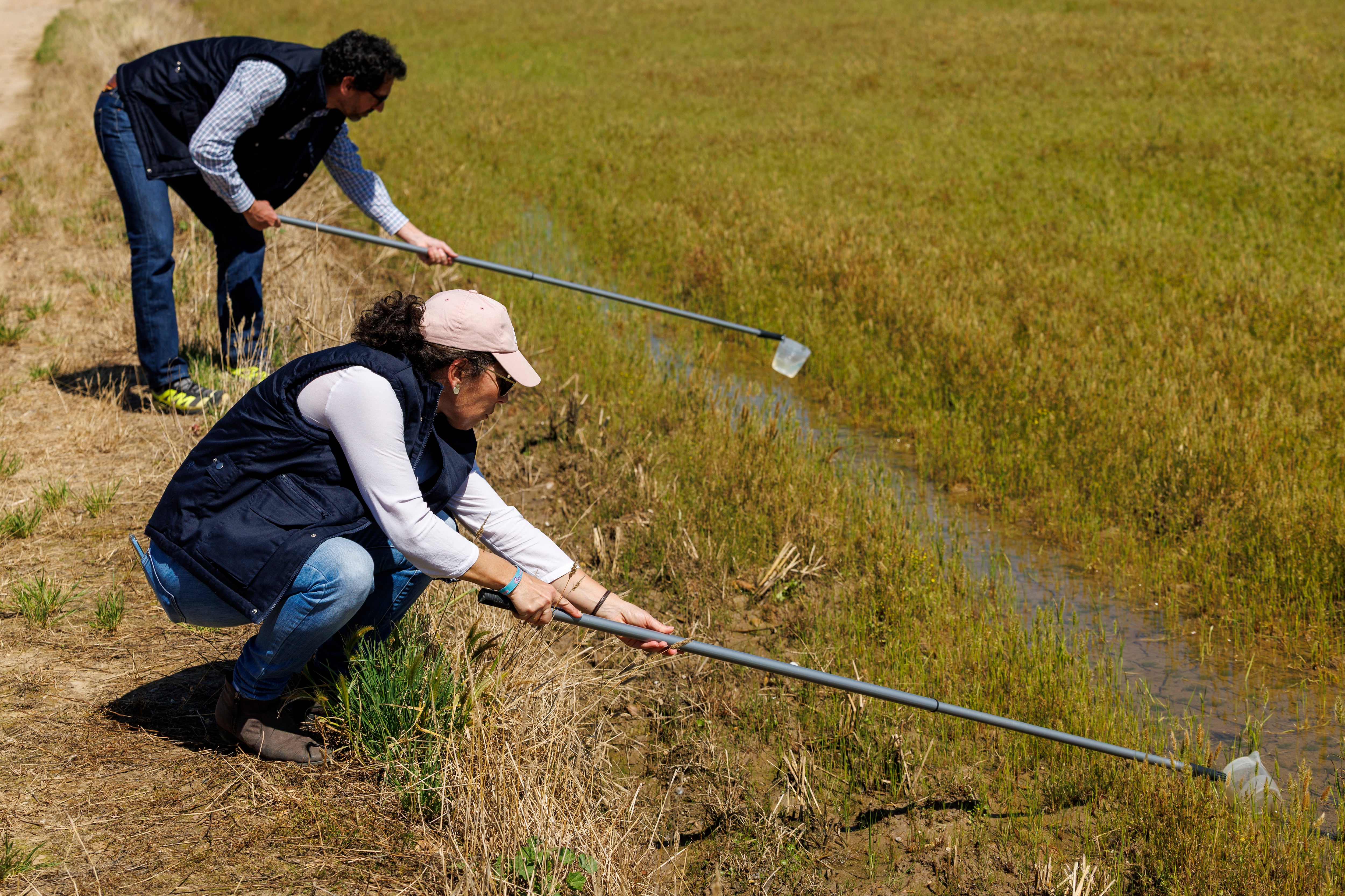 GRAFAND7474.-  LA PUEBLA DEL RÍO (SEVILLA), 28/03/2025,- Dos técnicos toman muestras de agua en busca de larvas en un campo de cultivo de arroz en la Puebla del Río (Sevilla) hoy viernes, tras la activación por parte de la Diputación de Sevilla del programa de Control y Seguimiento de Mosquitos Transmisores del Virus del Nilo Occidental (VNO) , que el pasado año provocó en España 11 muertes, 10 en Andalucía y una en Extremadura, en el peor brote hasta la fecha de esta infección. EFE/ Julio Muñoz
