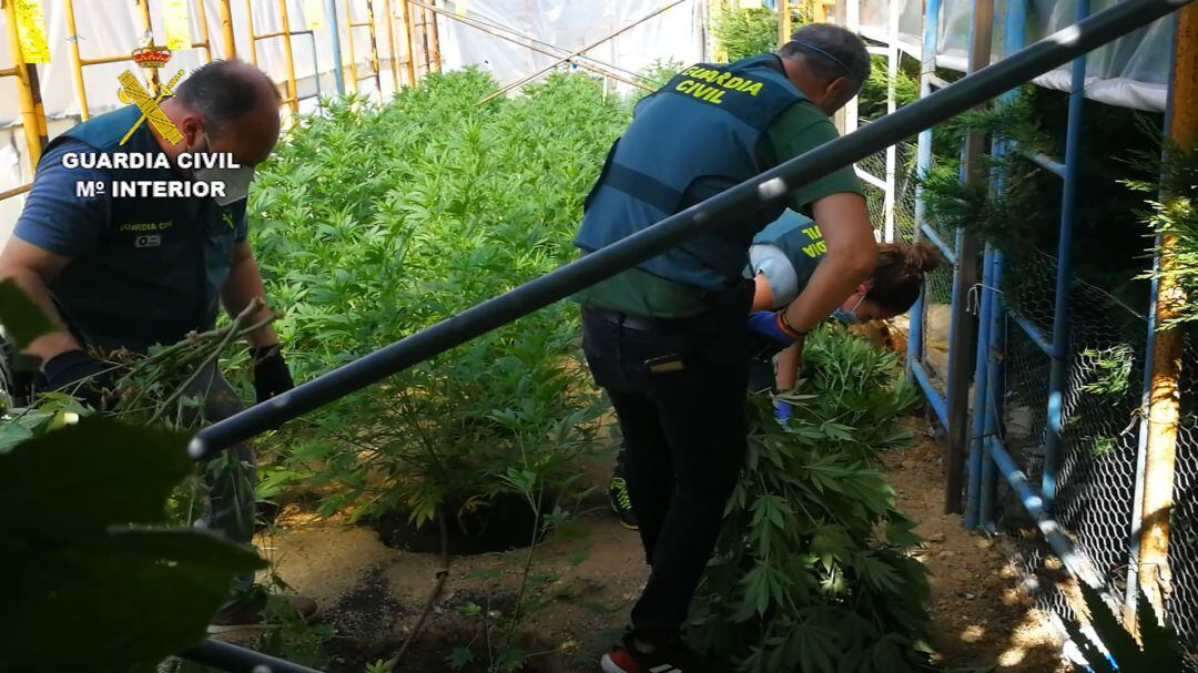 La Guardia Civil desmantela una plantación con 350 plantas de cannabis en una vivienda de El Espinar